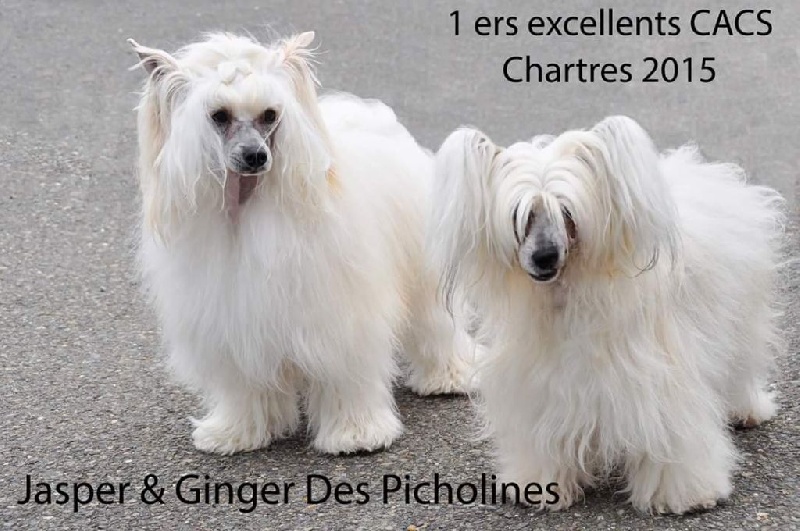 Ginger Des Picholines