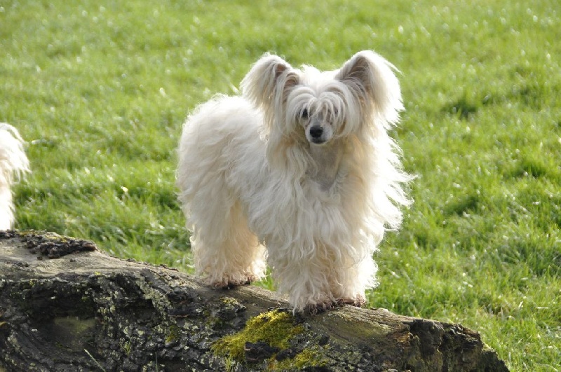 Ginger Des Picholines