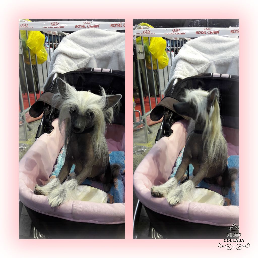 Pets High Nasstassia sofia